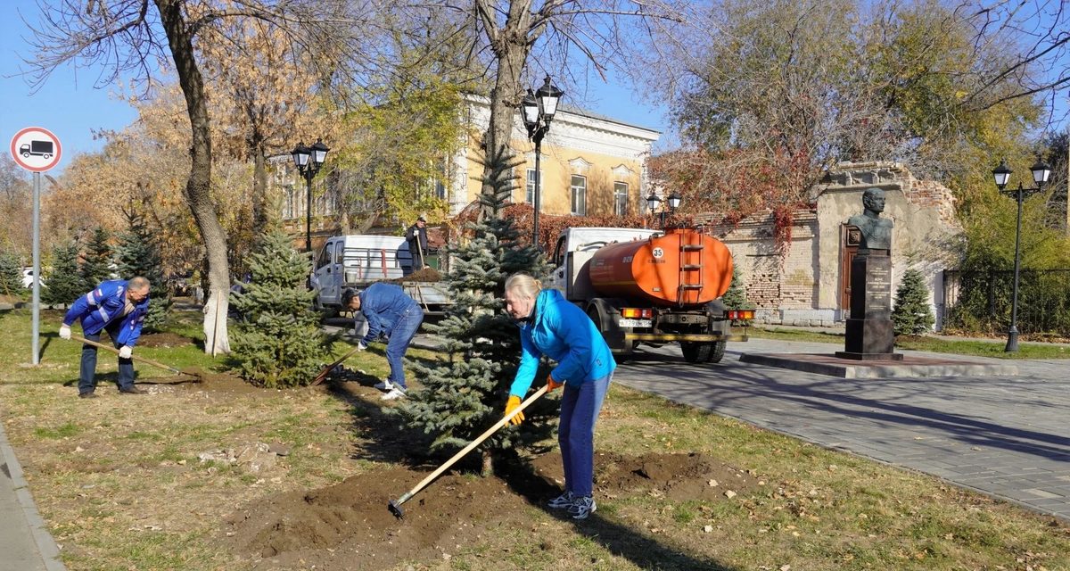 В сквере у памятника Безаку высадили 10 голубых елей «Мисти Блю»
